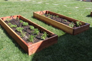 Vegetable garden and herbs