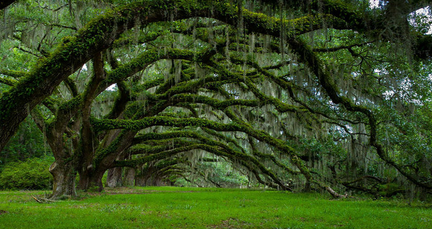 amazing-trees-17-850x450