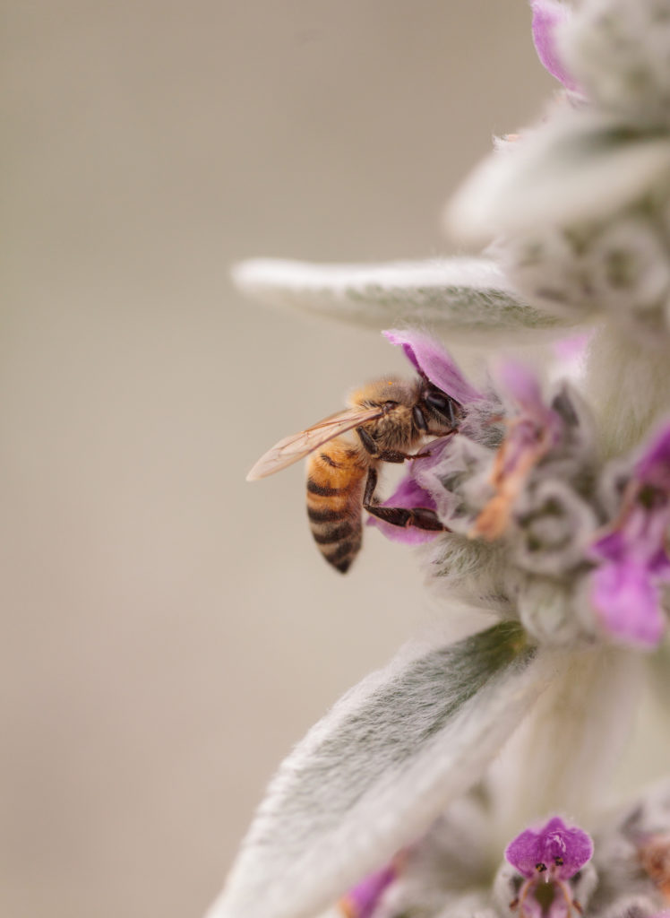 Landscape Design and Wildlife in Los Angeles